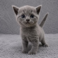 ブリティッシュショートヘア