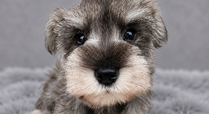 ミニチュアシュナウザーの子犬