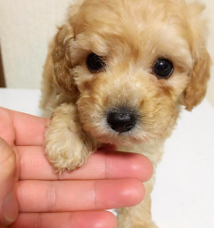 手のひらに乗る子犬