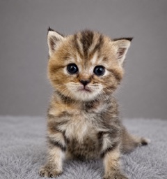 アメリカンショートヘアの子猫