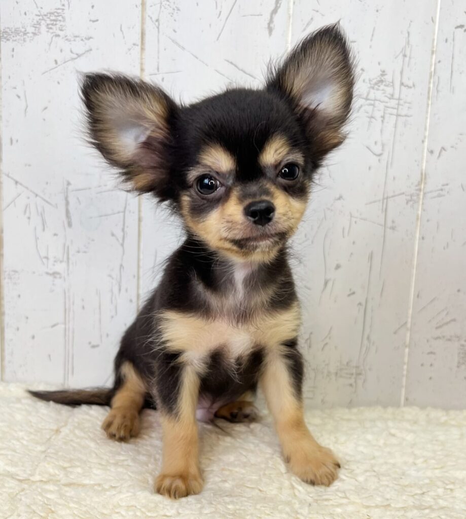チワワ 男の子 写真2