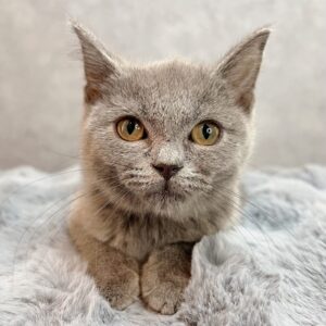 スコティッシュフォールドの男の子
