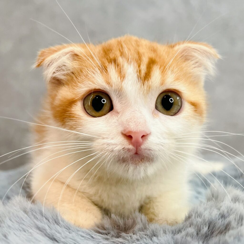 スコティッシュフォールド 男の子 写真2