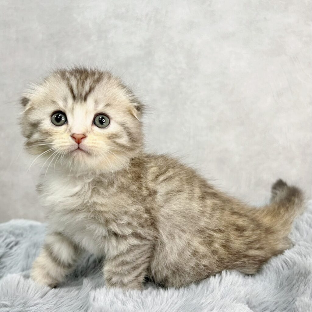 マンチカン 男の子 写真6