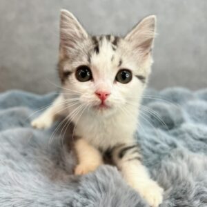 スコティッシュフォールドの男の子