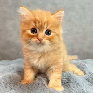 ラガマフィンの男の子