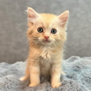 マンチカンの男の子